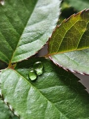 Dew Drops on Green rose leaves