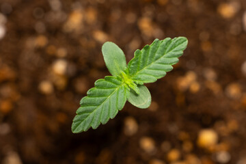 Close-up of a young green seedling emerging from soil. Fresh sprout symbolizing growth, new beginnings, and natural development. Focus on delicate leaves with a blurred earthy background.