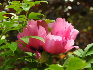 pink peony  on the shrub in the morning garden