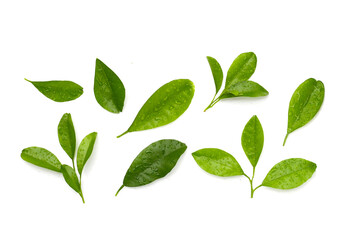 Citrus fruit leaves with water drop