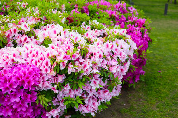Obraz premium Pink flowers blooming in Japan park