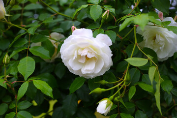 A beautiful rose bush in a public park in Japan