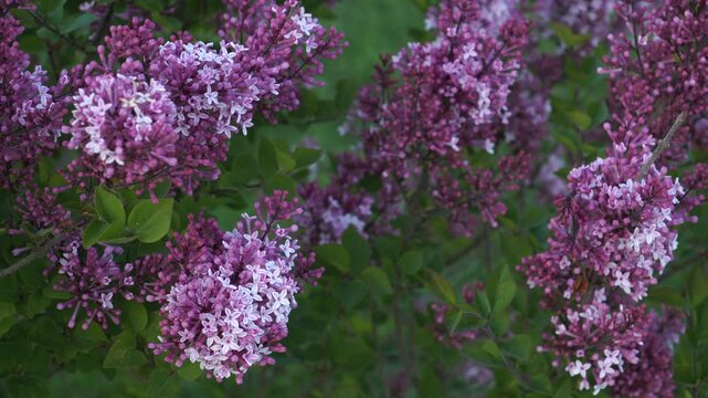 Syringa pubescens subsp. Microphylla 'Red Pixie' bursts into bloom with vivid ruby-pink flowers and lush green foliage, capturing spring&rsquo;s vibrant energy in the garden.