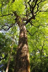 Fototapeta premium Looking up from down tree, Big trees in Japan
