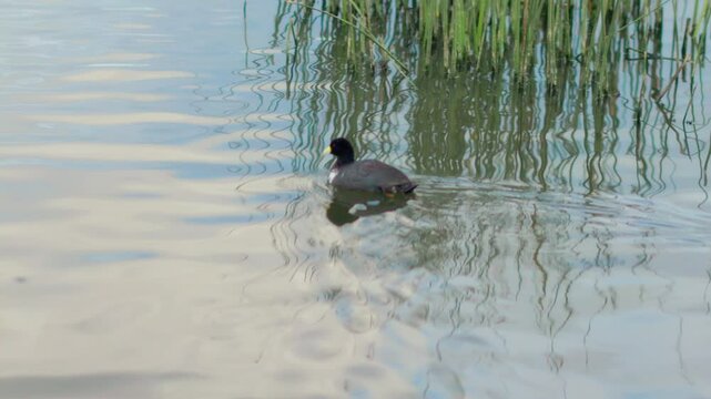 Paisajes naturales del Lago San Pablo en Otavalo, Ecuador, con vistas al majestuoso Volc&aacute;n Imbabura, patos silvestres en su h&aacute;bitat natural y tradicionales lanchas de totora navegando sobre sus tranqu