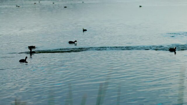 Paisajes naturales del Lago San Pablo en Otavalo, Ecuador, con vistas al majestuoso Volc&aacute;n Imbabura, patos silvestres en su h&aacute;bitat natural y tradicionales lanchas de totora navegando sobre sus tranqu