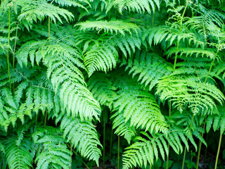 green fern background