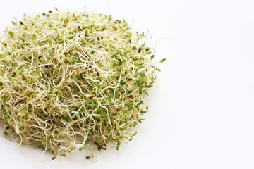 Fresh green sprouted alfalfa seeds