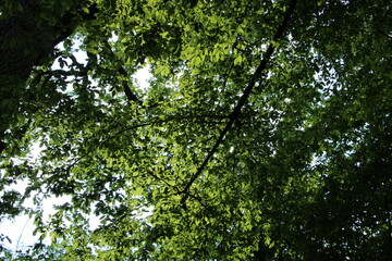 Sunlight Filtering Through Dense Green Tree Canopy in Summer Forest