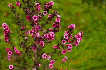 Obraz premium Manuka plant in bloom, pink flower