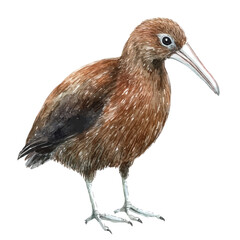 Kiwi Bird, watercolor illustration vector, isolated on a white background.