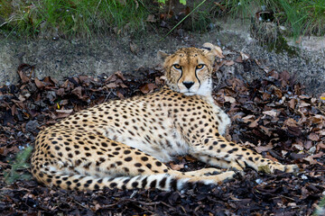 Cheetah is laying down in the dirt