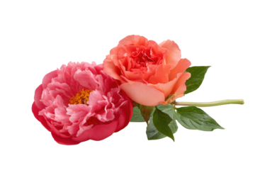 Two vibrant and lush roses, one a bold pink and the other a delicate orange, display their beauty with detailed precision, offering a stunning and captivating display of nature's artistry.