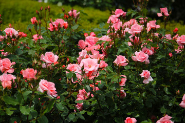 Fototapeta premium Beautiful pink roses in full bloom at the Japanese Rose Garden.