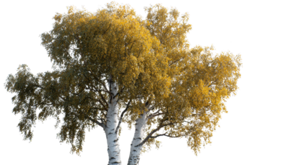 A close-up captures two birch trees with yellow leaves in autumn. The scene is bathed in the soft light of a sunny day, accentuating the natural beauty of the landscape.