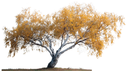 A majestic tree in autumn, showcases a harmonious blend of nature's resilience and seasonal transformation. Leaves have turned into autumn gold.