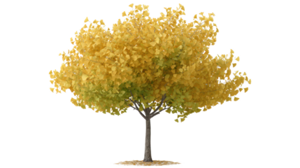 A majestic deciduous tree in its prime, adorned with vibrant golden foliage. A simple yet elegant representation of natural beauty.