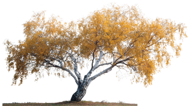 A majestic tree in autumn, showcases a harmonious blend of nature's resilience and seasonal transformation. Leaves have turned into autumn gold.