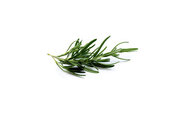 Fresh rosemary on white background.