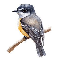 Kingbird Close Up, watercolor illustration vector, isolated on a white background.