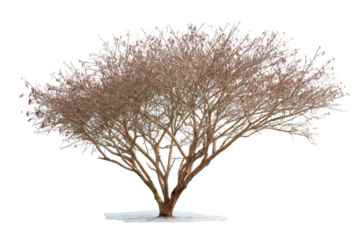 An intricate tree silhouette against a vibrant sky, its branches reaching towards the heavens. The image showcases the strength and beauty of nature in winter, a symbol of resilience and life.