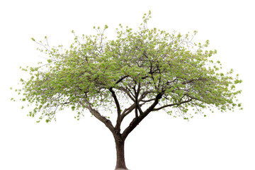 Obraz premium A majestic tree stands tall, its verdant canopy flourishing. Its silhouette is isolated on a clear day, an image of arboreal serenity.