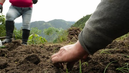 Skilled farmers carefully planting onion seedlings in fertile mountain terrain, showcasing traditional agricultural practices in South American highlands