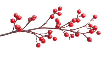 Holiday holly berry isolated on white background 