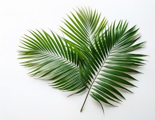 palm leaf isolated on white background