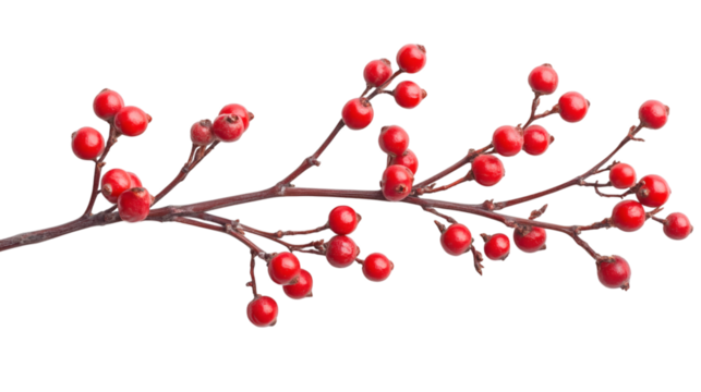 Holiday holly berry isolated on white background 