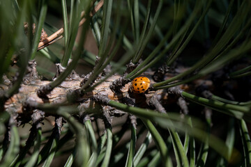 A beautiful ladybug is perched delicately on an evergreen branch surrounded by soft pine needles