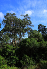Uncultivated Eucalyptus trees, Oeiras, Portugal. Eucalyptus trees growing in unmanaged woodlands. One of the main causes of wildfires in Portugal, along with negligence and arson. Clear blue sky.