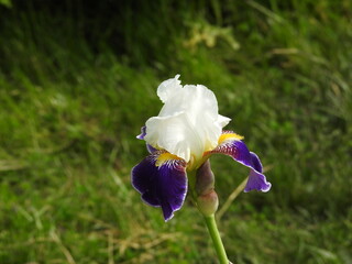 an isolated blue iris flower in the garden
