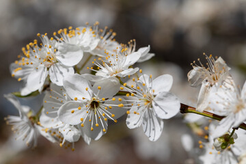 A Beautiful White Blossom Flourishing on a Branch During the Lovely Springtime Season