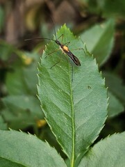 Insect on green rose leaf