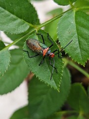 Colorful insect on rose  green leaf