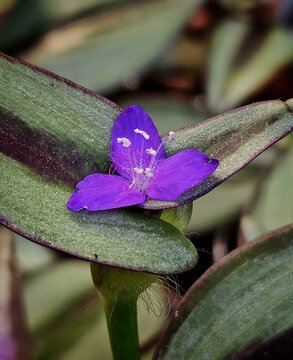 A tiny vibrant purple flower stands out against a green leaf. Its delicate petals feature a deep purple hue with white accents in the center, evoking serenity and natural beauty.