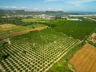 sown fields of agricultural crops
