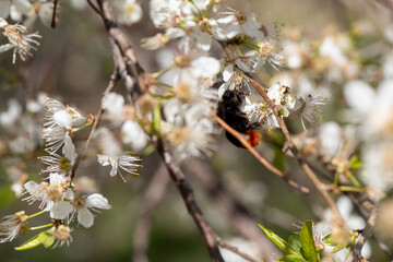 A Busy Bumblebee Skillfully Pollinates the Blossoming Cherry Flowers in Full Blooming Glory