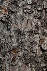 A CloseUp View of the Intricate and Detailed Texture of Tree Bark in Natures Beauty