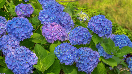 雨に濡れた紫陽花