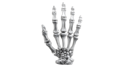 Detailed Anatomical Representation of a Human Hand Skeleton