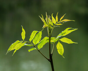 Leaves of an ash tree backlit by the sun