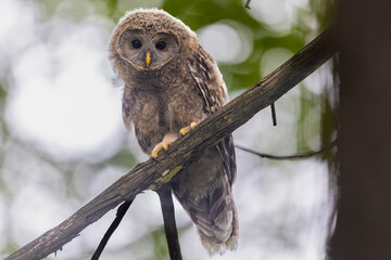 Młody puszczyk uralski, The young ural owl, Strix uralensis