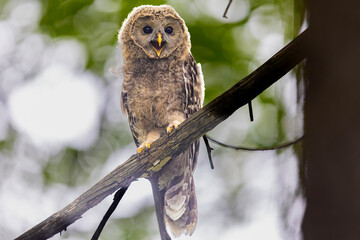 Młody puszczyk uralski, The young ural owl, Strix uralensis