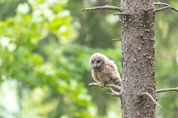 Młody puszczyk uralski, The young ural owl, Strix uralensis © Michal Przystas