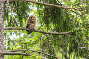 Młody puszczyk uralski, The young ural owl, Strix uralensis