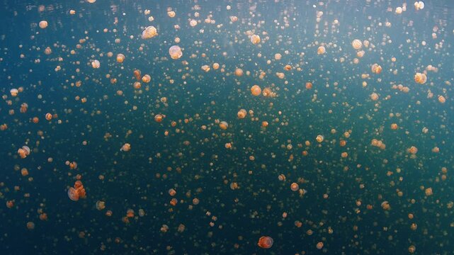 Lake full of jellyfish. Static footage of the jellyfish swimming underwater in the lake. West Papua, Misool, Indonesia