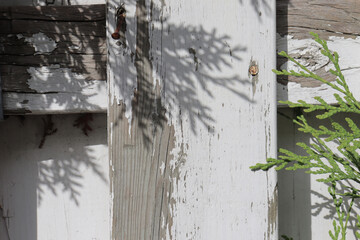 A close-up an old wooden fence in white and with plants. Natural background or backdrop with white wood. A fence board with shadow. Blank and template.