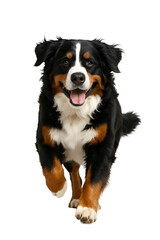 Running Bernese Mountain Dog Smiling &ndash; Realistic Tricolor Dog on Transparent Background for Pet Stickers and Products
